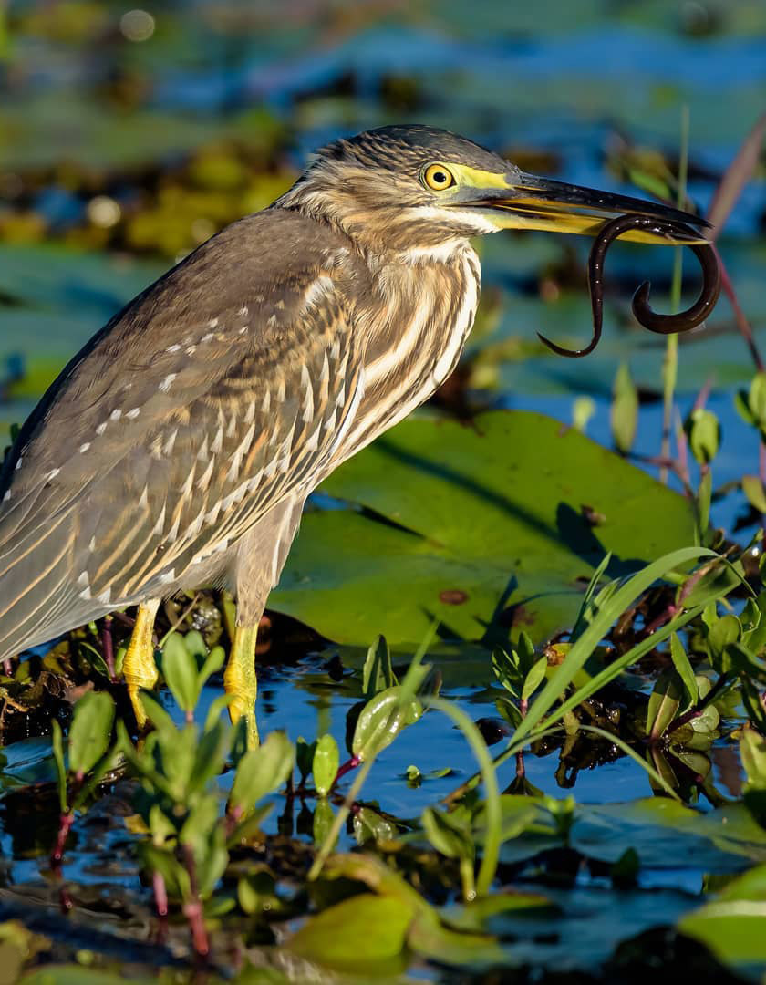 Тропический мир Аргентины: экспедиция к крокодилам, капибарам и боа