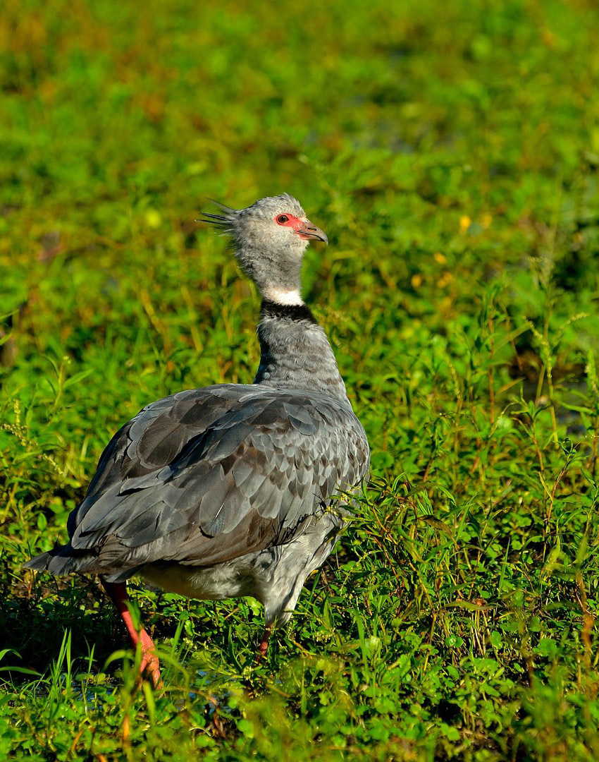 Тропический мир Аргентины: экспедиция к крокодилам, капибарам и боа