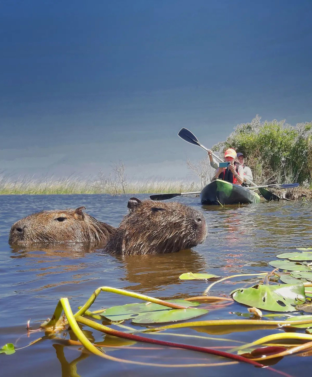 Тропический мир Аргентины: экспедиция к крокодилам, капибарам и боа