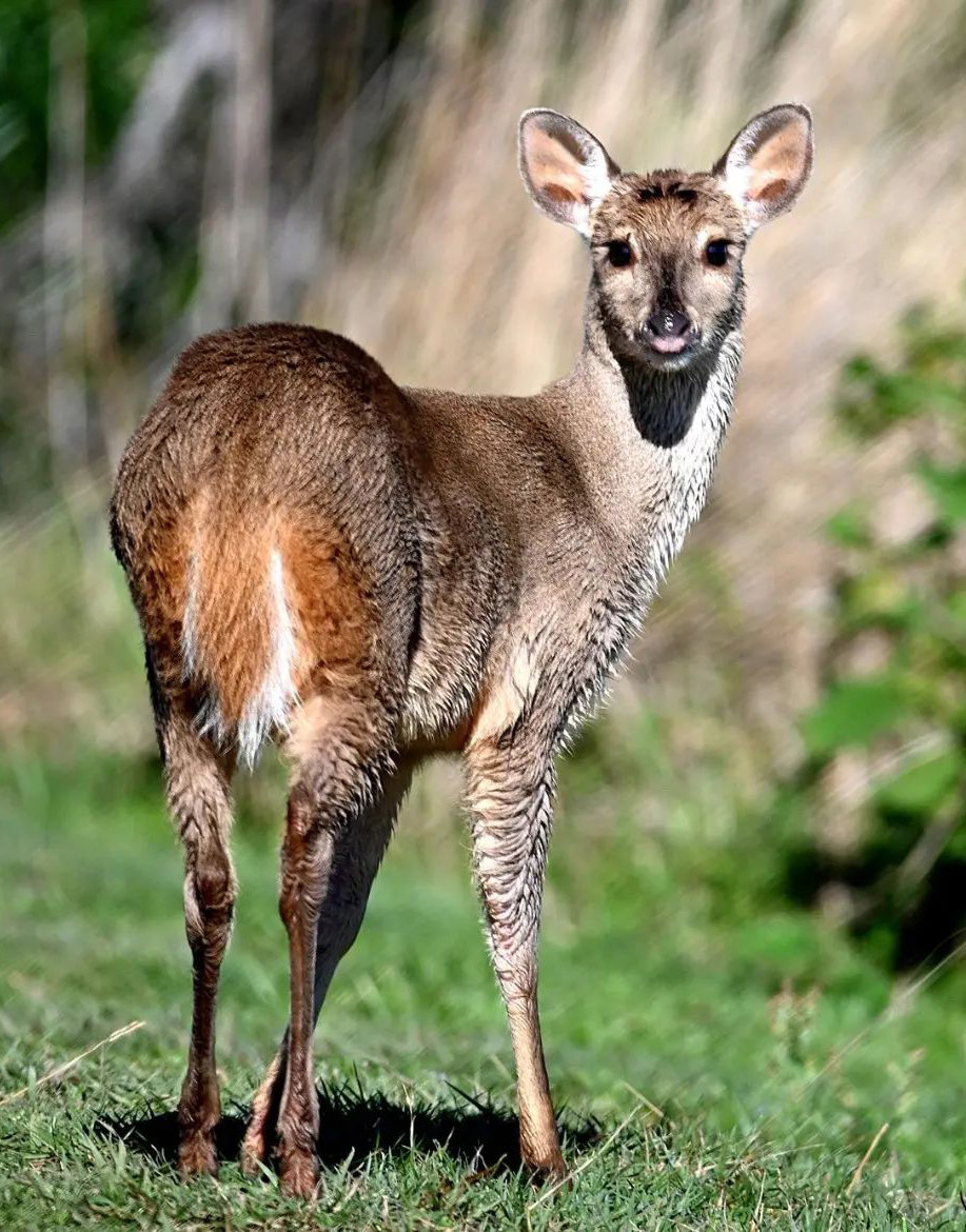 Тропический мир Аргентины: экспедиция к крокодилам, капибарам и боа