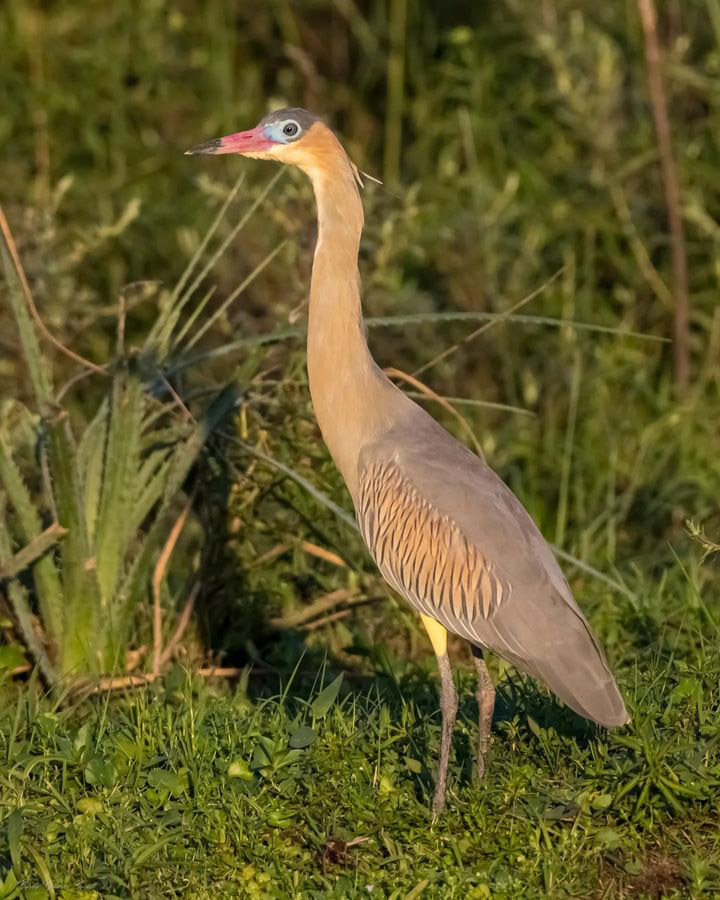 Тропический мир Аргентины: экспедиция к крокодилам, капибарам и боа