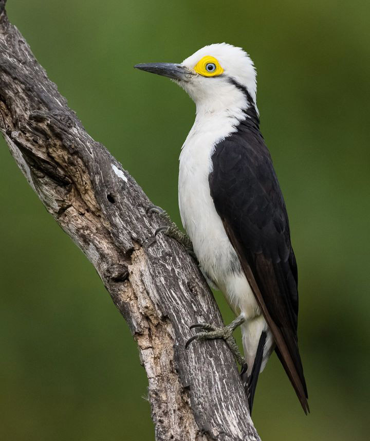 Тропический мир Аргентины: экспедиция к крокодилам, капибарам и боа