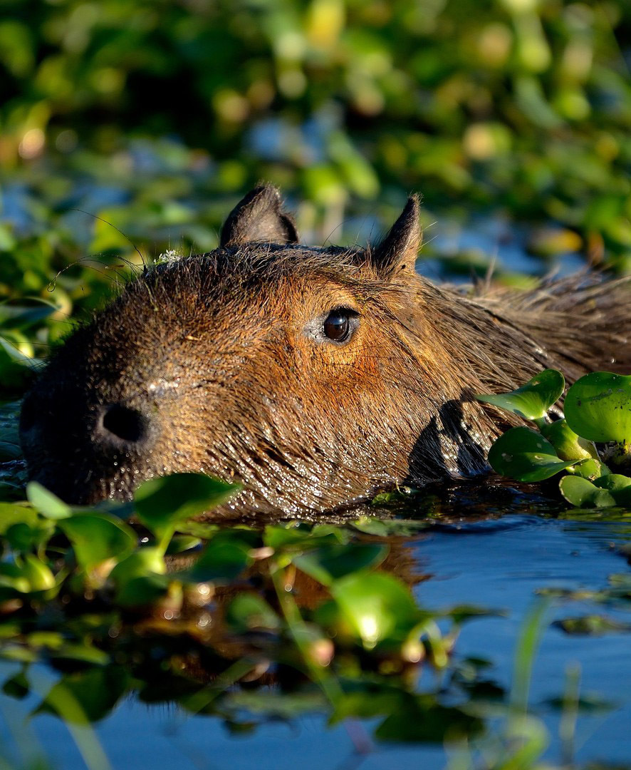 Тропический мир Аргентины: экспедиция к крокодилам, капибарам и боа