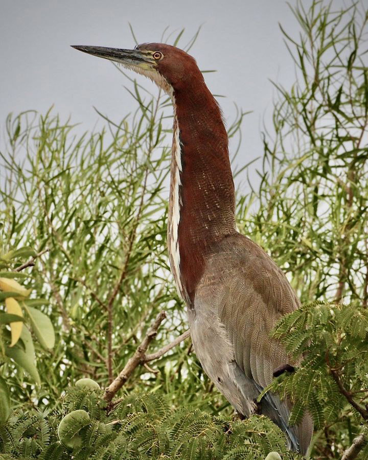 Тропический мир Аргентины: экспедиция к крокодилам, капибарам и боа