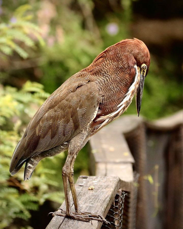 Тропический мир Аргентины: экспедиция к крокодилам, капибарам и боа