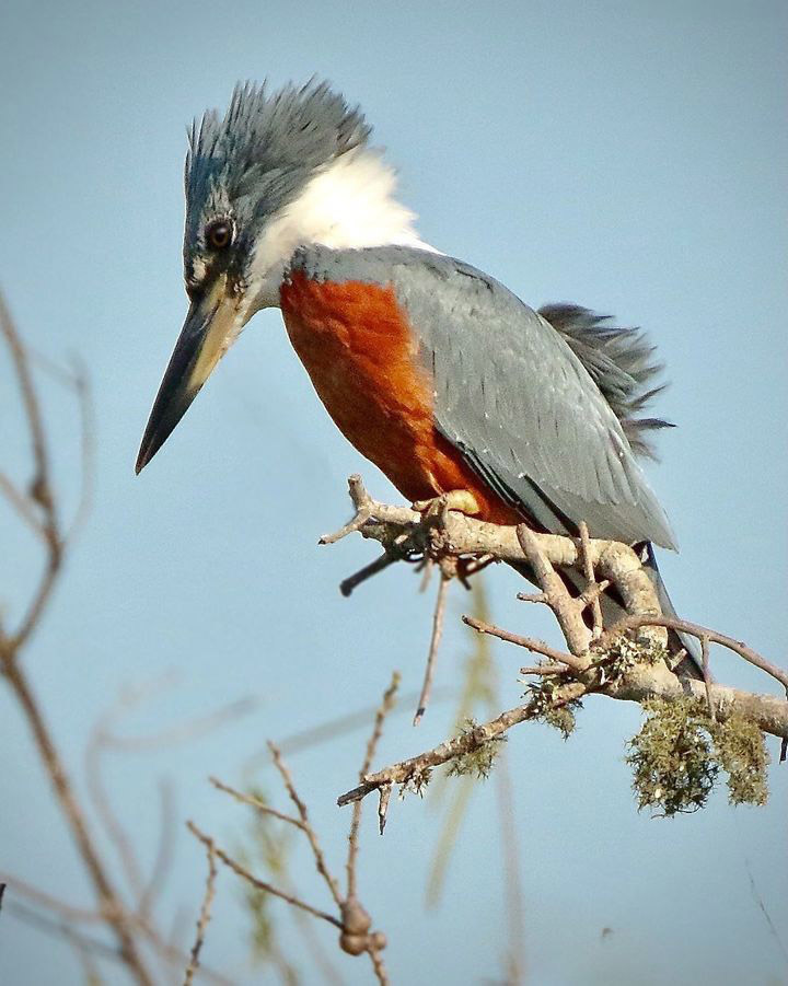 Тропический мир Аргентины: экспедиция к крокодилам, капибарам и боа