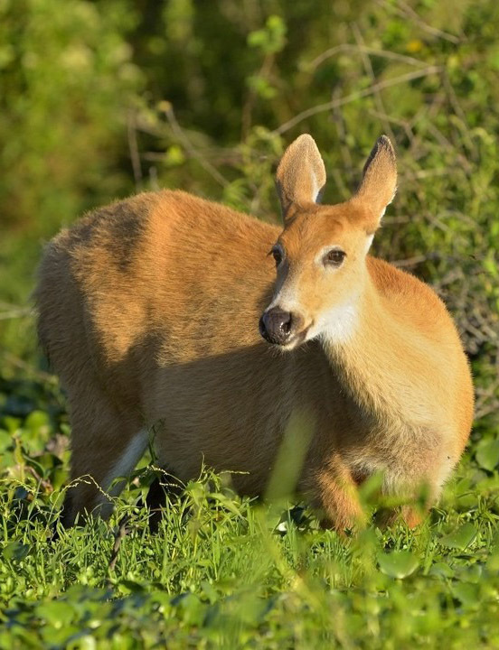 Тропический мир Аргентины: экспедиция к крокодилам, капибарам и боа