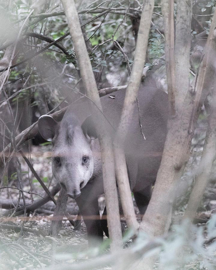 Тропический мир Аргентины: экспедиция к крокодилам, капибарам и боа