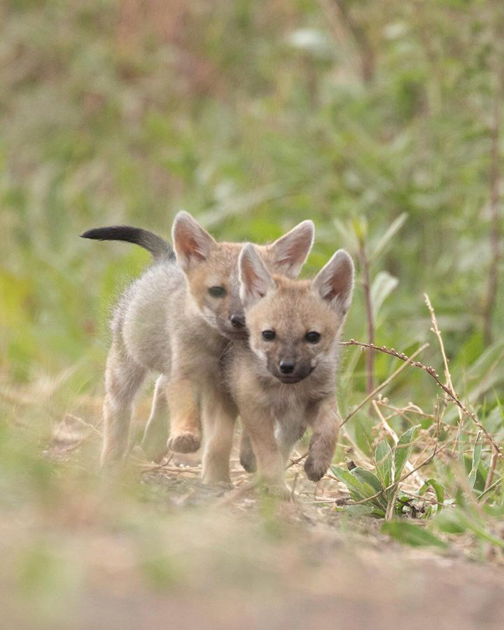 Тропический мир Аргентины: экспедиция к крокодилам, капибарам и боа