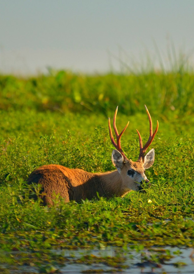 Тропический мир Аргентины: экспедиция к крокодилам, капибарам и боа