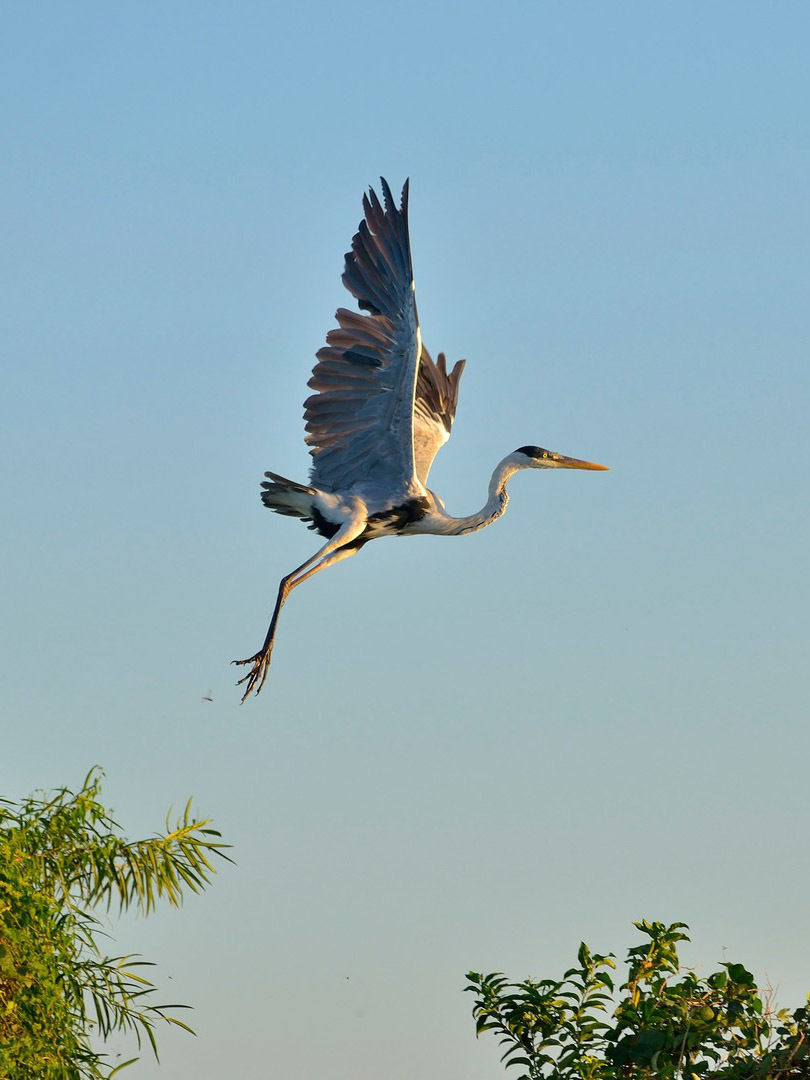 Тропический мир Аргентины: экспедиция к крокодилам, капибарам и боа