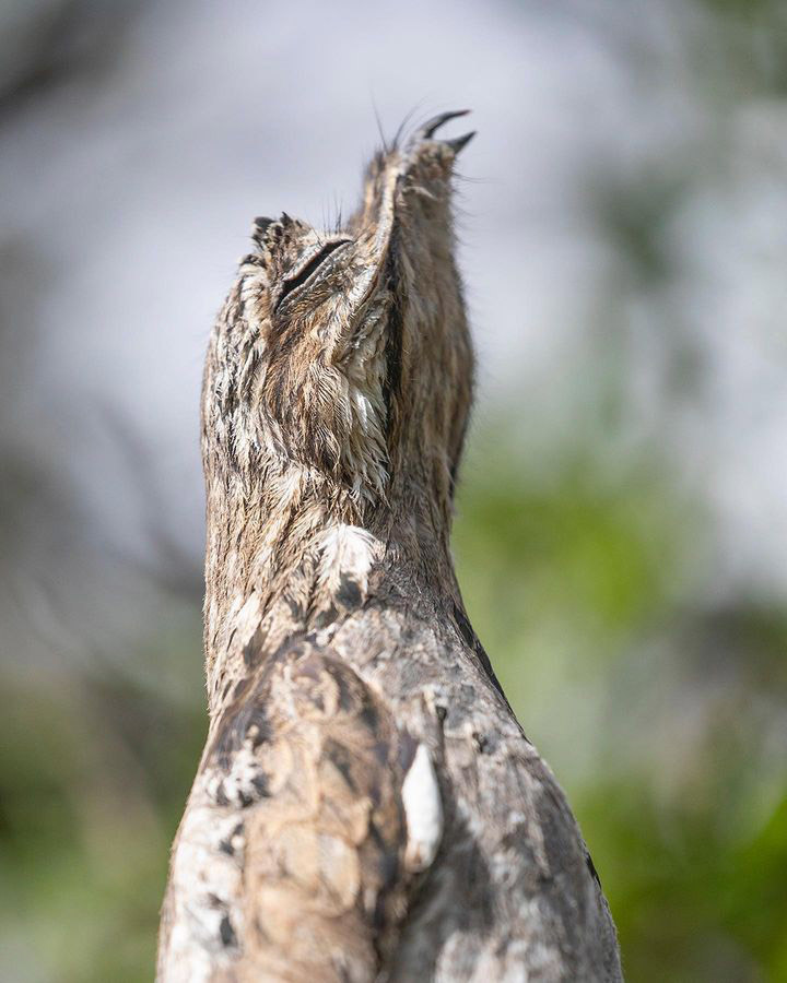 Тропический мир Аргентины: экспедиция к крокодилам, капибарам и боа