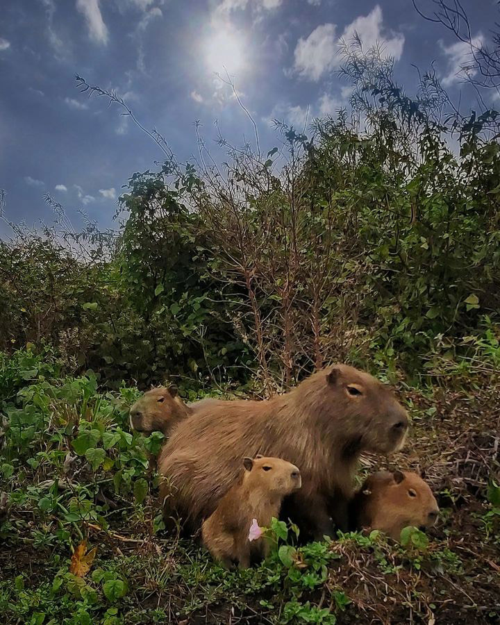 Тропический мир Аргентины: экспедиция к крокодилам, капибарам и боа