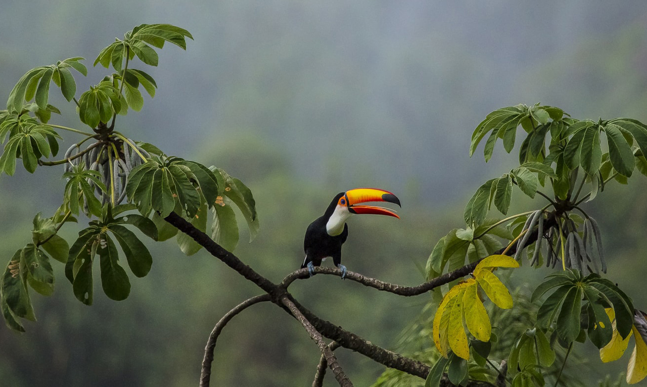 Тур по Аргентине: Тропическая Сельва, Водопады Игуасу и иезуитские миссии