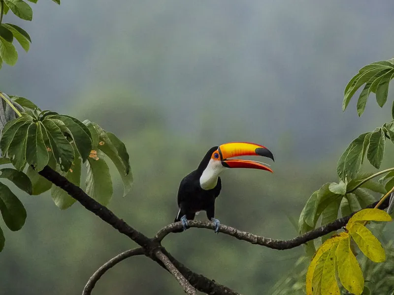 Тур по Аргентине: Тропическая Сельва, Водопады Игуасу и иезуитские миссии