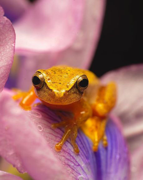 Тур по Аргентине: Тропическая Сельва, Водопады Игуасу и иезуитские миссии