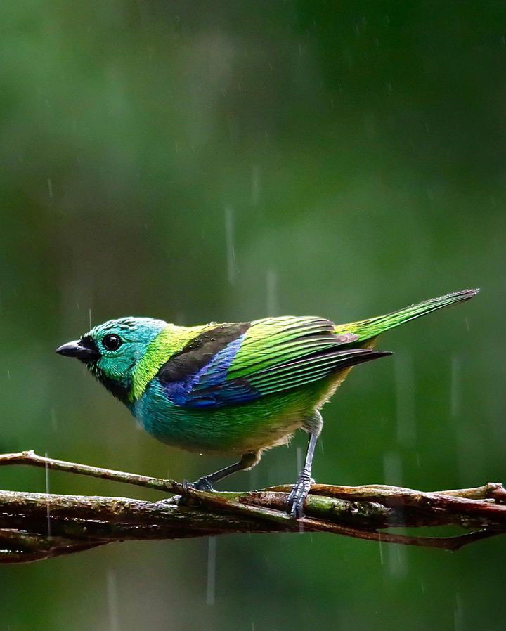 Тур по Аргентине: Тропическая Сельва, Водопады Игуасу и иезуитские миссии