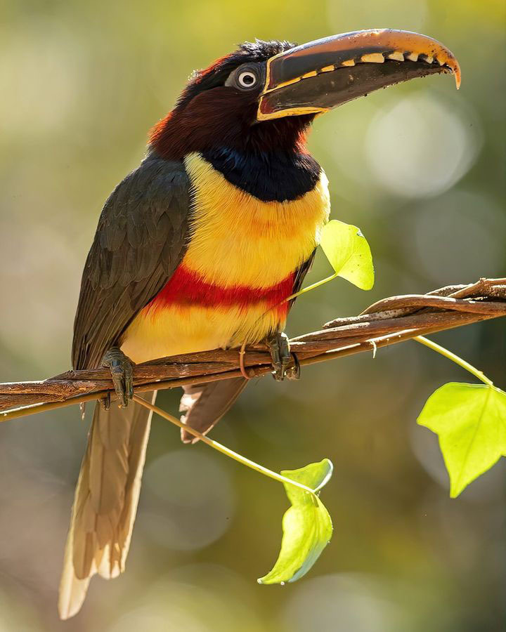 Тур по Аргентине: Тропическая Сельва, Водопады Игуасу и иезуитские миссии