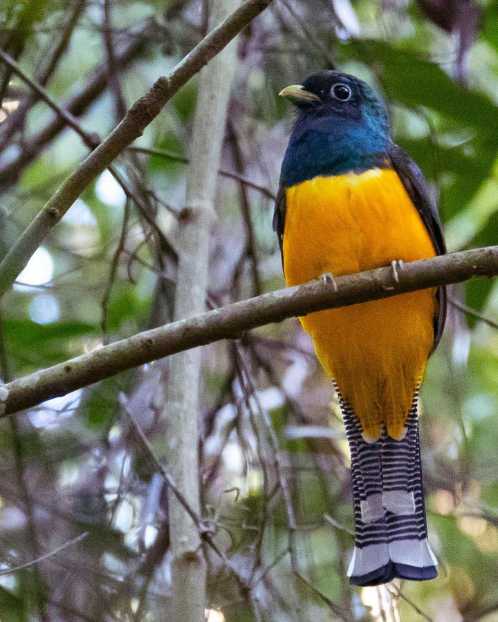 Тур по Аргентине: Тропическая Сельва, Водопады Игуасу и иезуитские миссии