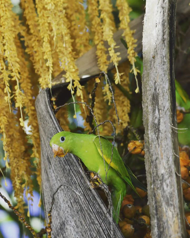 Тур по Аргентине: Тропическая Сельва, Водопады Игуасу и иезуитские миссии