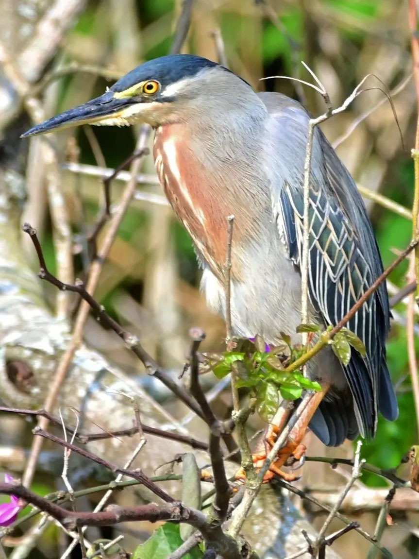 Тур по Аргентине: Тропическая Сельва, Водопады Игуасу и иезуитские миссии