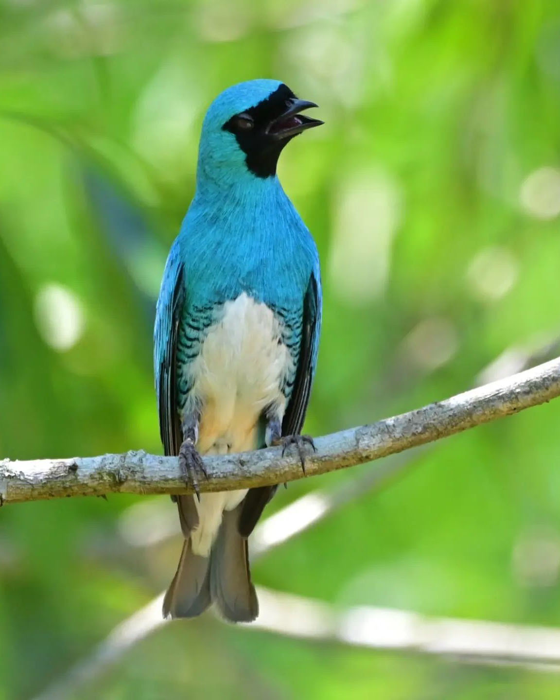 Тур по Аргентине: Тропическая Сельва, Водопады Игуасу и иезуитские миссии