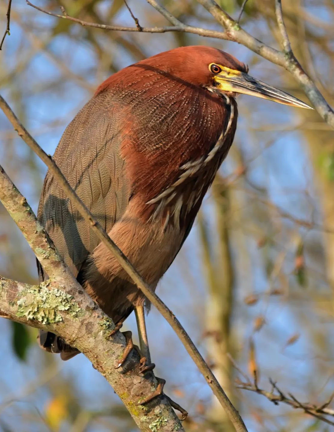 Тур по Аргентине: Тропическая Сельва, Водопады Игуасу и иезуитские миссии