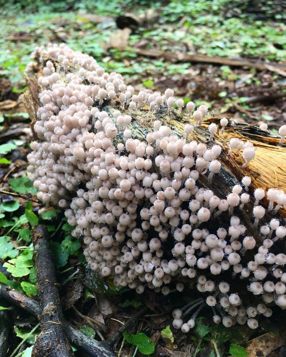 Тур по Аргентине: Тропическая Сельва, Водопады Игуасу и иезуитские миссии