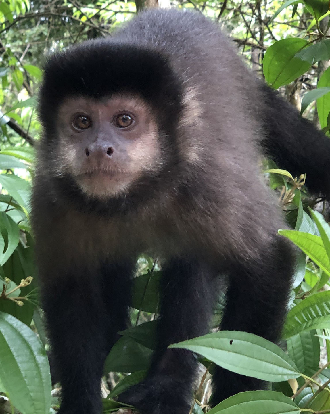 Тур по Аргентине: Тропическая Сельва, Водопады Игуасу и иезуитские миссии