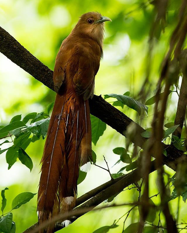 Тур по Аргентине: Тропическая Сельва, Водопады Игуасу и иезуитские миссии