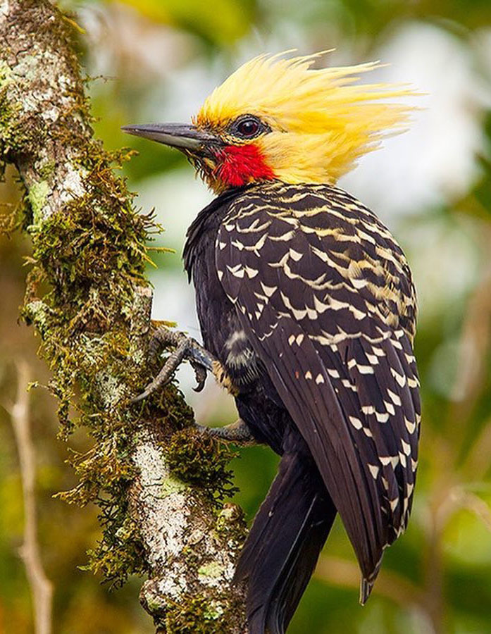 Тур по Аргентине: Тропическая Сельва, Водопады Игуасу и иезуитские миссии
