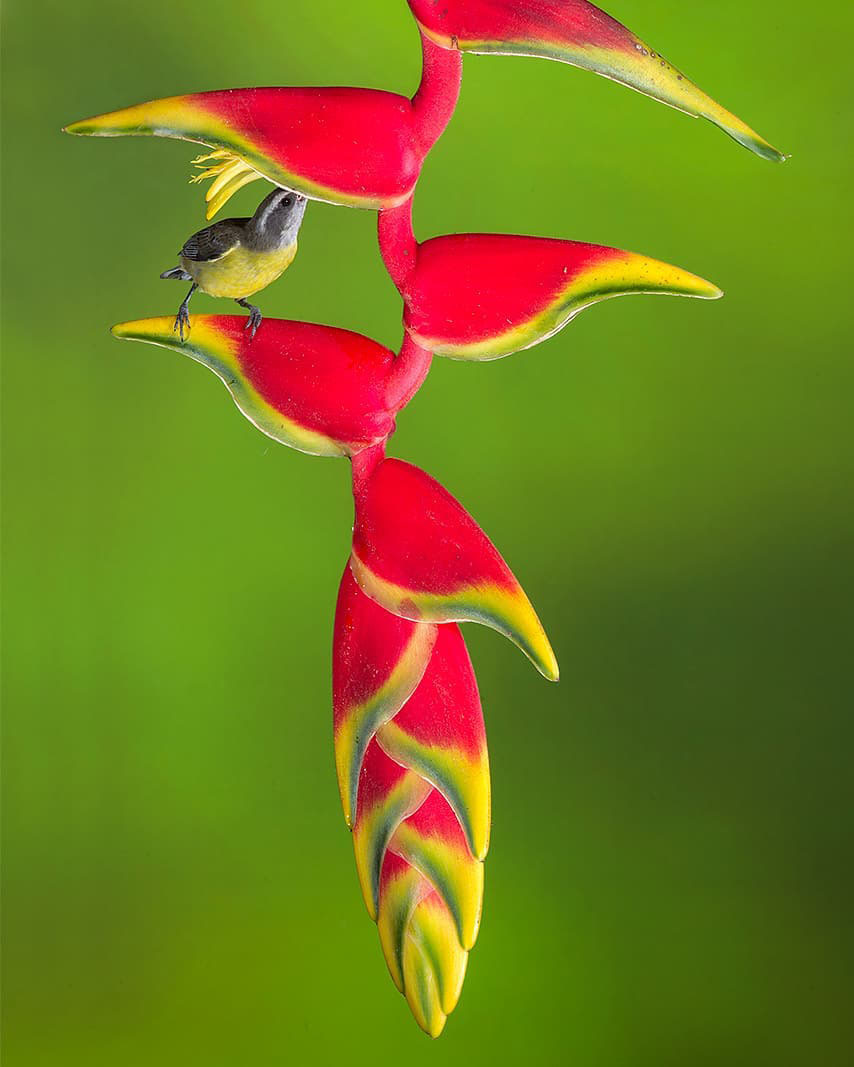 Тур по Аргентине: Тропическая Сельва, Водопады Игуасу и иезуитские миссии
