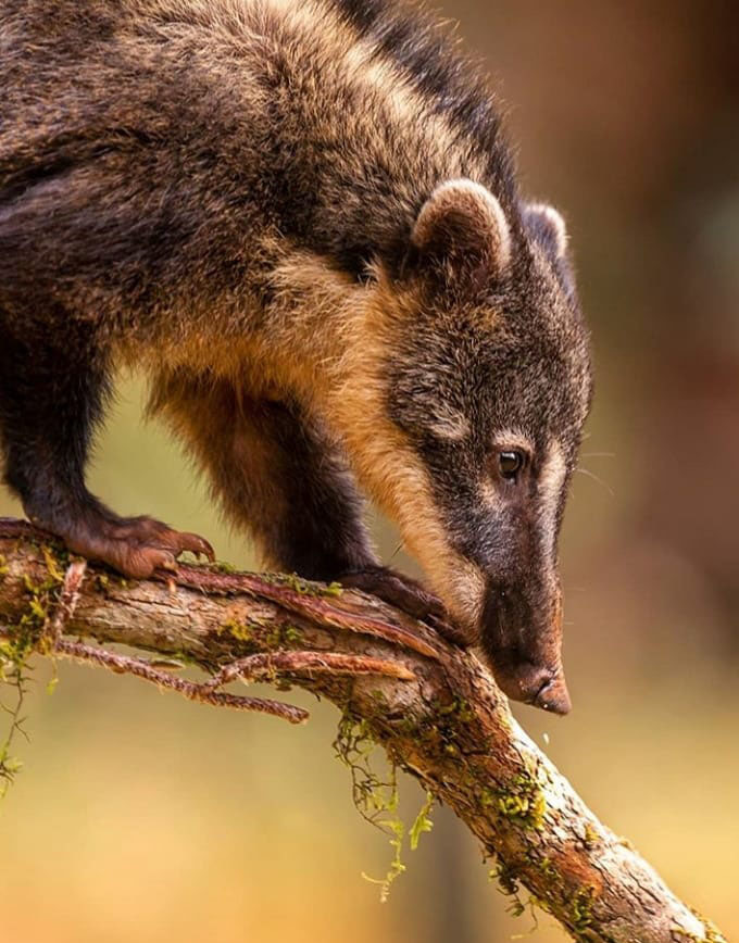 Тур по Аргентине: Тропическая Сельва, Водопады Игуасу и иезуитские миссии