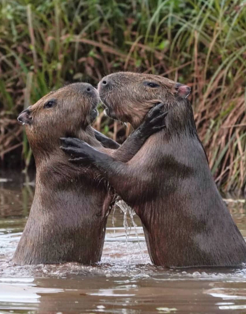Тур по Аргентине: Тропическая Сельва, Водопады Игуасу и иезуитские миссии