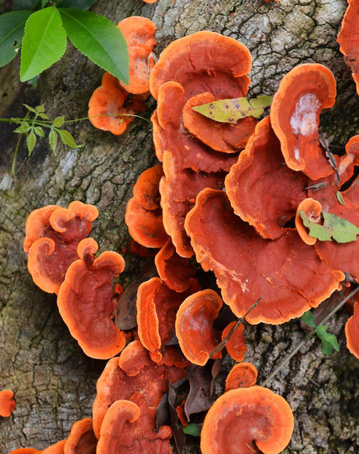 Тур по Аргентине: Тропическая Сельва, Водопады Игуасу и иезуитские миссии