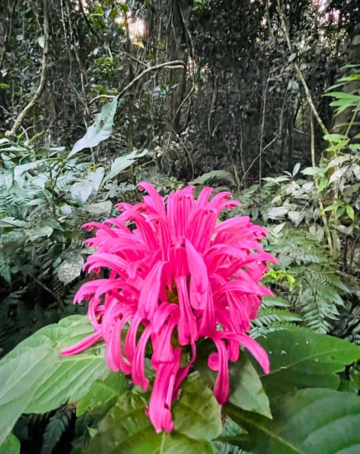 Тур по Аргентине: Тропическая Сельва, Водопады Игуасу и иезуитские миссии