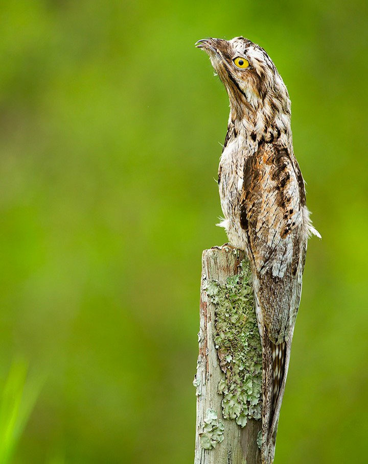 Тур по Аргентине: Тропическая Сельва, Водопады Игуасу и иезуитские миссии