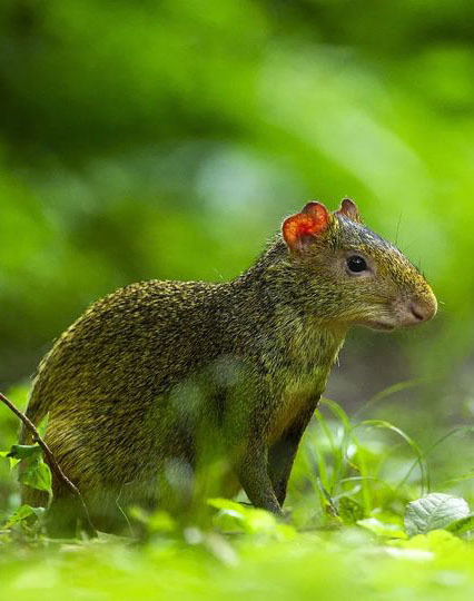Тур по Аргентине: Тропическая Сельва, Водопады Игуасу и иезуитские миссии