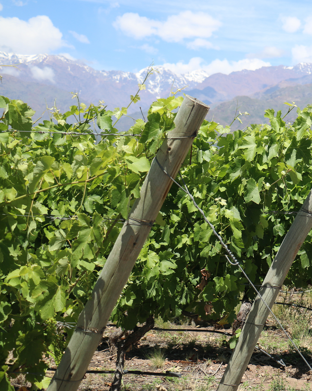 Винно-гастрономический тур в Аргентину