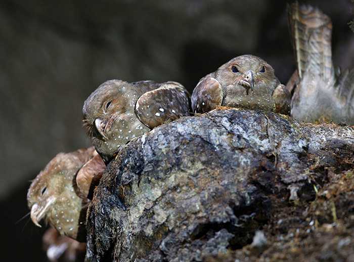 9 самых интересных пещер Венесуэлы