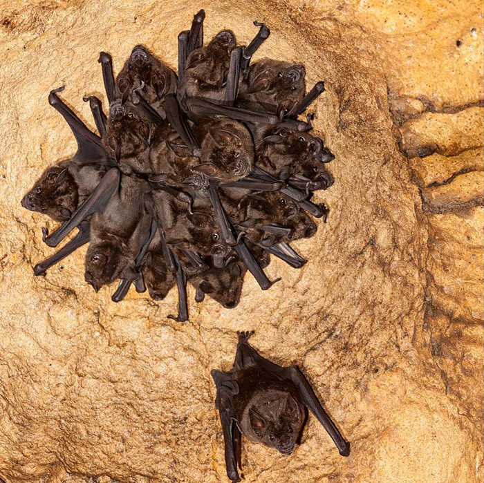 9 самых интересных пещер Венесуэлы