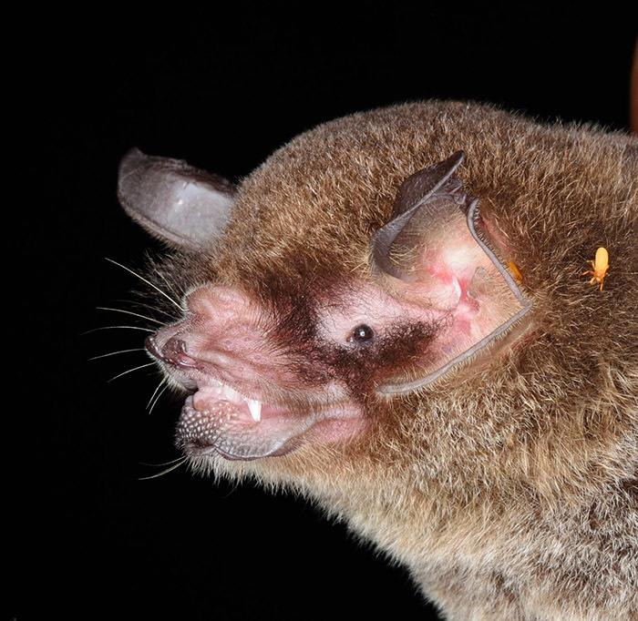 9 самых интересных пещер Венесуэлы