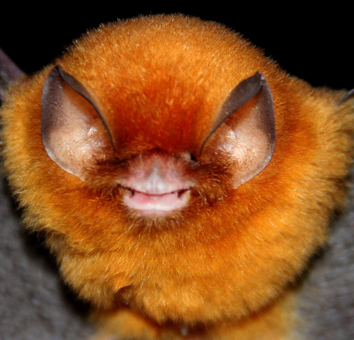 9 самых интересных пещер Венесуэлы