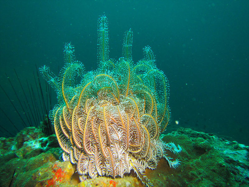Национальный Парк Койба в Панаме и паранормальные явления на его территории
