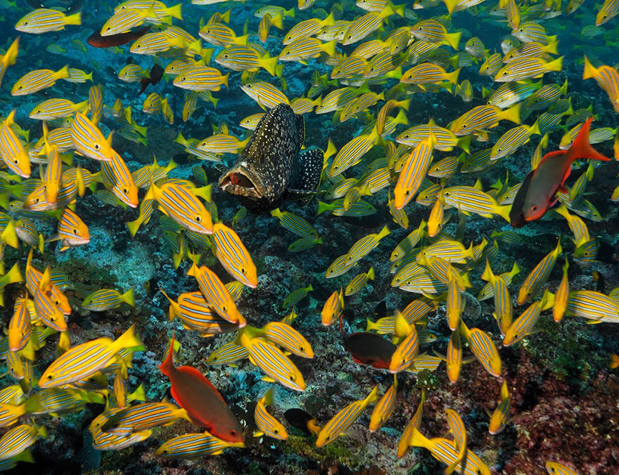 Национальный Парк Койба в Панаме и паранормальные явления на его территории