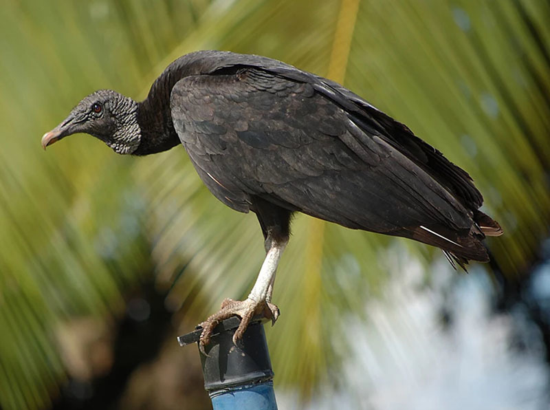Национальный Парк Койба в Панаме и паранормальные явления на его территории