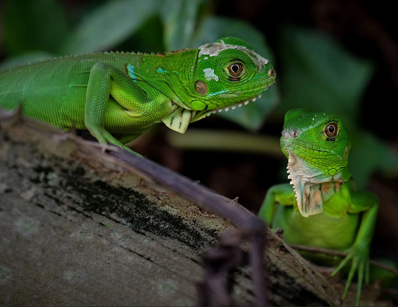 Национальный Парк Койба в Панаме и паранормальные явления на его территории