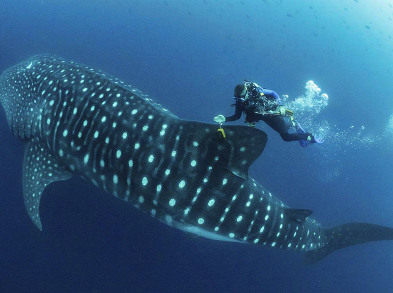 Национальный Парк Койба в Панаме и паранормальные явления на его территории