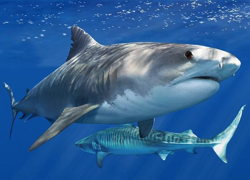 Национальный Парк Койба в Панаме и паранормальные явления на его территории