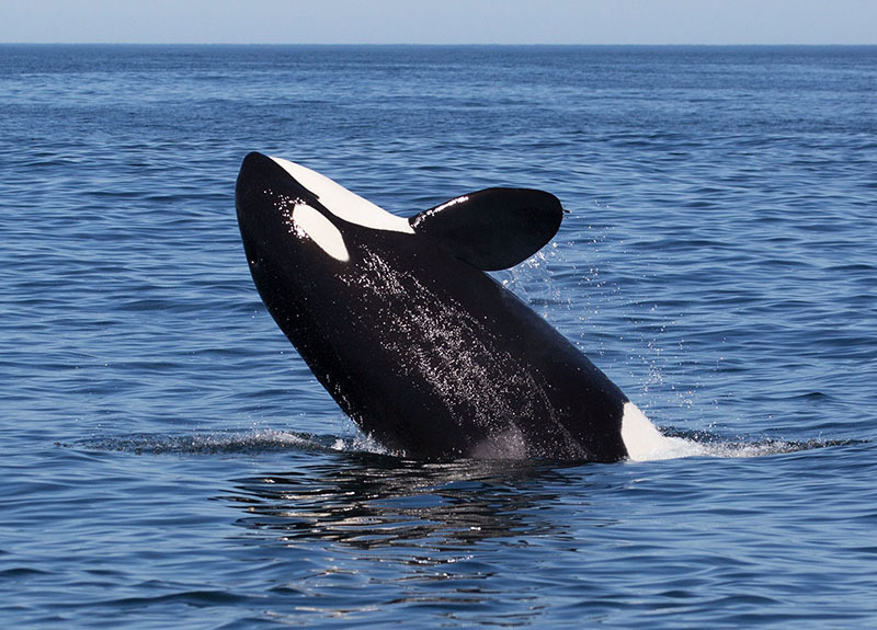 Национальный Парк Койба в Панаме и паранормальные явления на его территории